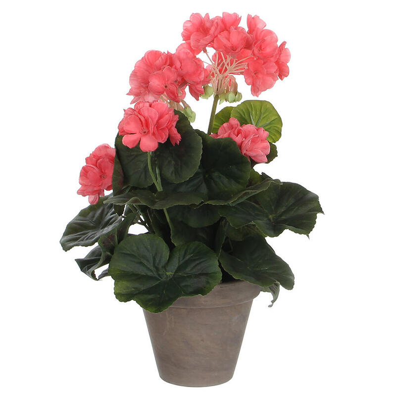 Geranio Salmón Pvc With Plant Pot Grey